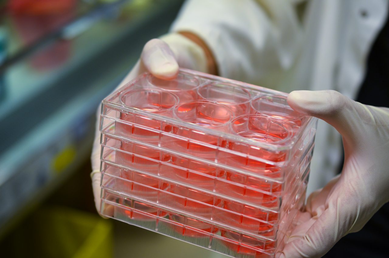 cell-culture-plates-in-research-laboratory-2021-08-29-01-04-46-utc-1280x848.jpg